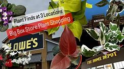 Big Box Store Plant Shopping Lowe's and Home Depot House Plants
