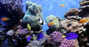 National Geographic - Ocean Animals Life Under the Sea - Widlife animals