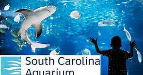 SC Aquarium | THINGS TO DO in Charleston, SC!