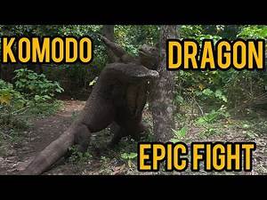 KOMODO DRAGON EPIC FIGHT