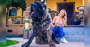 THE OLDEST DOG IN THE WORLD - THE MOLOSSUS DOG OF WAR