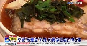 罕見"地震魚"料理 肉質像豆腐口感Q彈│中視新聞 20180608