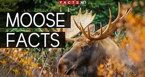 Incredible Moose Facts You Can't Miss!