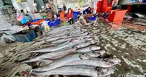 台東漁民捕獲50尾「罕見地震魚」！在地人憂天災前兆　專家解釋了 | ETtoday地方新聞 | ETtoday新聞雲
