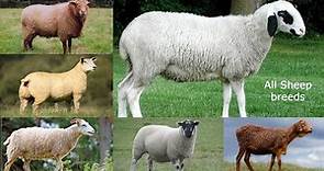All Sheep Breeds / type of sheep