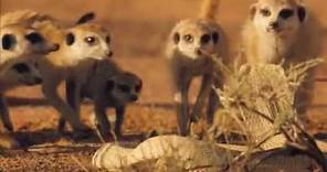 The Meerkats Trailer