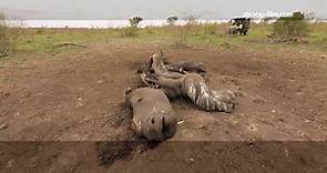 STROOP: Journey Into The Rhino Horn War – Trailer
