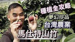 台灣在地生產山竹 居然還有夢幻品種馬仕特山竹 mesta mangosteen 2022種植全攻略 別花冤枉錢又浪費歲月