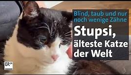 Stupsi, die älteste Katze der Welt – wohnhaft in Altötting | Abendschau | BR24