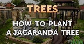 How to Plant a Jacaranda Tree