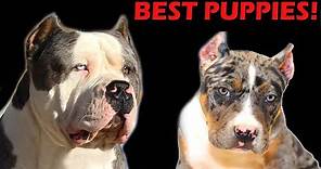 The best pitbull puppies for sale, Best Xl American bully puppies for sale!