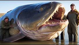 Top 20 Largest Fish In The World