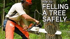 How To Fell A Tree With A Chainsaw | Step By Step
