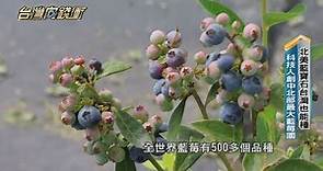 北美藍寶石台灣也能種 科技人創中北部最大藍莓園 20230708【台灣向錢衝】PART3