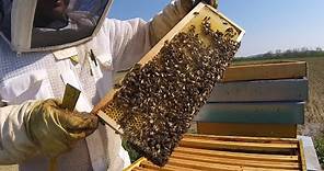 Com'è fatta un'arnia, come si visita e cosa fanno le api