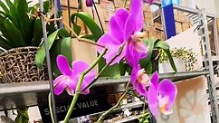 Come with me to the Lowe’s clearance section! This is mainly where I get my plants because theyre cheaper and most of them dont have serious issues. #plantsoftiktok #plantcare #pothosplant #plantrepotting #orchid #phalaenopsis #dendrobium #lowesclearance #lowes