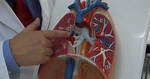 Anatomia de Pulmón, Hillio Pulmonar y Diafragma