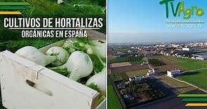 Cultivo de Hortalizas Orgánicas en España - TvAgro por Juan Gonzalo Angel