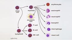 Immunology 101: The Basics and Introduction to our Patient
