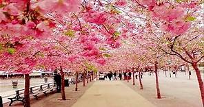 The Most Beautiful Cherry Blossom in the World