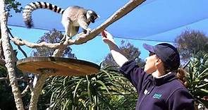 Melbourne Zoo - tickets, prices, discounts, keeper talks, animals