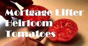 Mortgage Lifter Heirloom Tomato Taste Test.