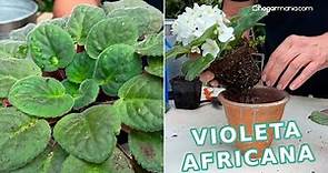 La VIOLETA AFRICANA // Cómo multiplicarla y tenerla en flor todo el año