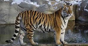 Tigre: Características más destacadas