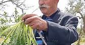 Biodiverso - Ciccillo è un raccoglitore di erbe spontanee...