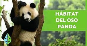 ¿Dónde y Cómo VIVEN los OSOS PANDA? 🐼🎋 (Hábitat del Oso Panda)