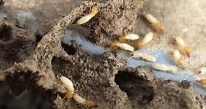 屋企發現大量飛蟻 , 好大機會已經有白蟻入侵?