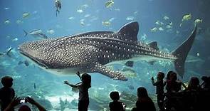 Discover the Spectacular Wonders of The Georgia Aquarium | Atlanta, USA