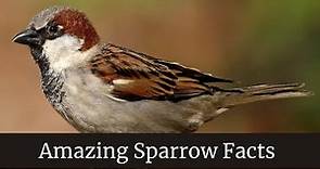 Amazing Sparrow Facts || Sparrow Size, Appearance, & Behavior || sparrow baby feeding