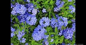 Plumbago | Information and Care Guide(Best Flowering Plant)