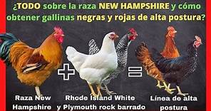Todo sobre la raza New Hampshire y cómo obtener gallinas ponedoras negras y rojas desde casa