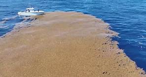 Sargassum seaweed taking over beaches in Florida, Mexico and the Caribbean