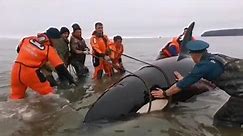 People Rescue Killer Whale Cub Stuck Aground in Gertner Bay in Russia