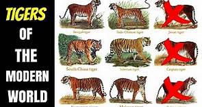 Tigers Of The Modern World (Subspecies & Races)