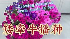矮牵牛播种Growing Petunias From Seeds is Fun
