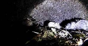 Mouse kills great-winged petrel chick in burrow on MARION ISLAND