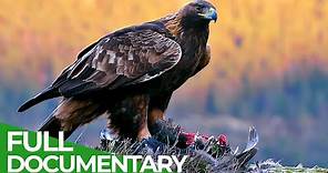 The Golden Eagle - Master of the Sky | Free Documentary Nature