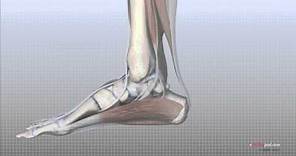 Foot Anatomy Animated Tutorial