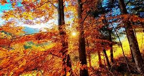 Il fascino dell'autunno nei colori del foliage