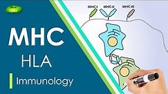 Major Histocompatibility Complex (MHC) introduction | MHC Class-1, 2, 3 | | Basic Science Series