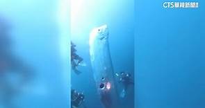 紅到國外去！ 台灣潛水教練拍下2.5米長「地震魚」