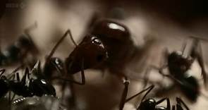 BBC Natural World Empire Of The Desert Ants 2011