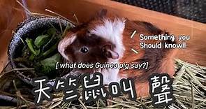 天竺鼠叫聲—原來牠嘗試告訴你……？ what does Guinea pig say?