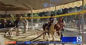 Griffith Park pony rides come to an end