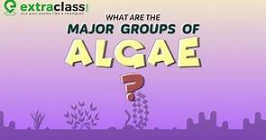 What are the major groups of algae? | Biology | Extraclass.com