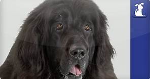 Doglopedia - Newfoundland